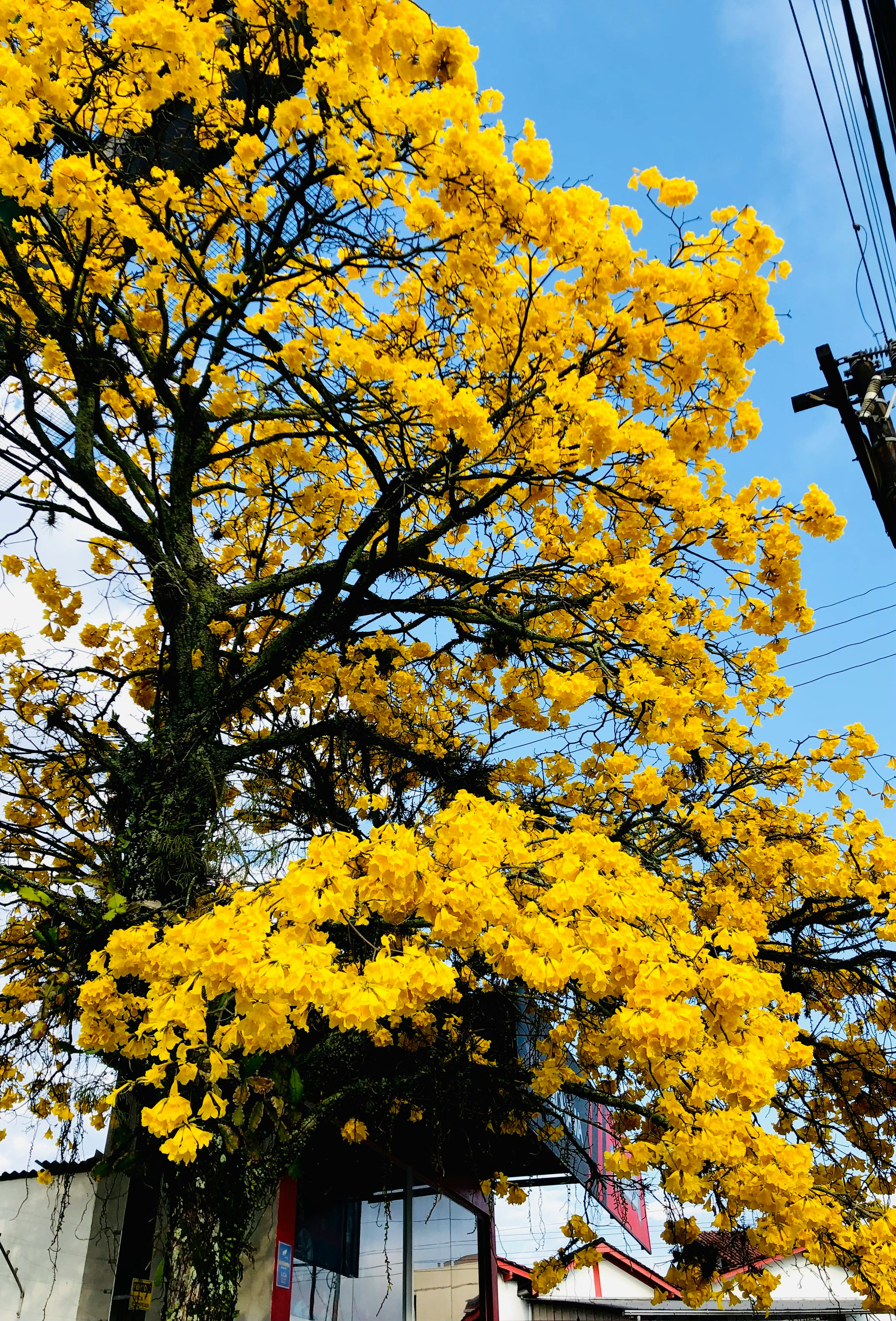 arvora com folhas amarelas